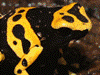 Dendrobates leucomelas