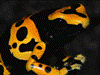 Dendrobates leucomelas