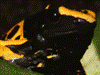 Dendrobates leucomelas
