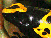 Dendrobates leucomelas