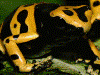 Dendrobates leucomelas