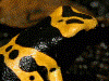 Dendrobates leucomelas