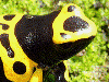 Dendrobates leucomelas
