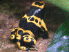 Dendrobates leucomelas