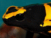 Dendrobates leucomelas