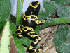 Dendrobates leucomelas