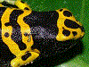 Dendrobates leucomelas