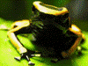 Dendrobates leucomelas