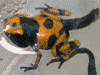 Dendrobates leucomelas