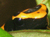 Dendrobates leucomelas
