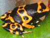 Dendrobates leucomelas