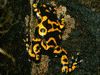 Dendrobates leucomelas