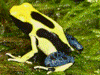 Dendrobates tinctorius