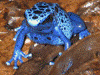 Dendrobates tinctorius