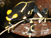 Dendrobates tinctorius