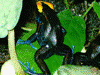 Dendrobates tinctorius