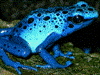 Dendrobates tinctorius