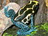 Dendrobates tinctorius