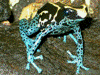 Dendrobates tinctorius