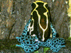 Dendrobates tinctorius