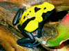 Dendrobates tinctorius