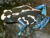 Dendrobates tinctorius