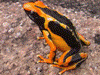 Dendrobates tinctorius