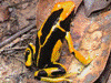 Dendrobates tinctorius