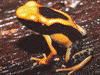 Dendrobates tinctorius