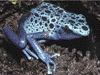 Dendrobates tinctorius