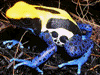 Dendrobates tinctorius