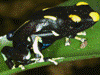 Dendrobates tinctorius