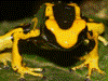 Dendrobates tinctorius