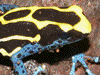 Dendrobates tinctorius