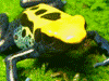 Dendrobates tinctorius