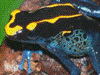 Dendrobates tinctorius