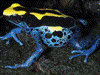 Dendrobates tinctorius