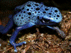 Dendrobates tinctorius