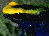 Dendrobates tinctorius