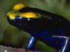 Dendrobates tinctorius