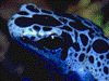 Dendrobates tinctorius