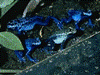 Dendrobates tinctorius