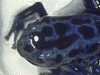 Dendrobates tinctorius