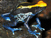 Dendrobates tinctorius