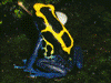 Dendrobates tinctorius