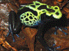 Dendrobates tinctorius