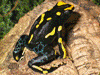 Dendrobates tinctorius