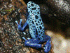 Dendrobates tinctorius