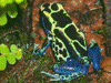 Dendrobates tinctorius