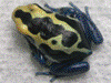 Dendrobates tinctorius